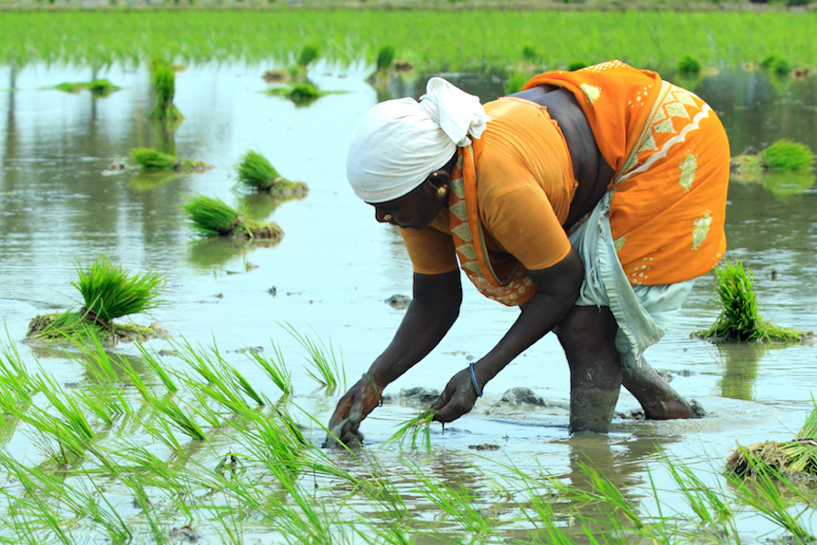 Indian Female Farmer Working On Field - Muralinath.jpg